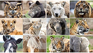 Animals collage. Collage with different animal faces