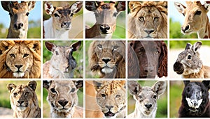 Animals collage. Collage with different animal faces