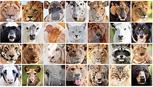 Animals collage. Collage with different animal faces