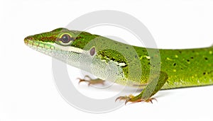 Anole lizard isolated on white
