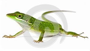 Anole lizard isolated on white
