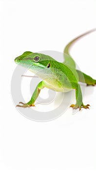 Anole lizard isolated on white