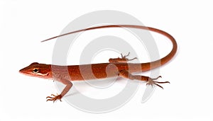 Anole lizard isolated on white