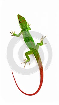 Anole lizard isolated on white