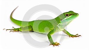 Anole lizard isolated on white