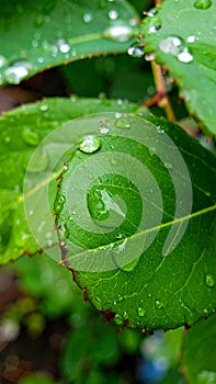 Water drops on leaves. Water drops on green leaves