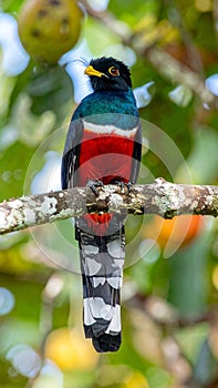 Blue crowned Trogon, male, at a fruit tree