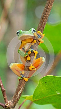 Tree Frog, Java Tree Frog, Flying Frog on a Branch
