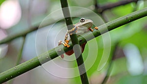 Tree Frog, Java Tree Frog, Flying Frog on a Branch