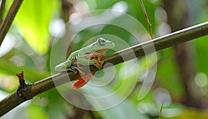 Tree Frog, Java Tree Frog, Flying Frog on a Branch