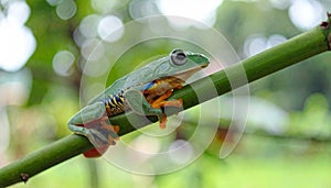 Tree Frog, Java Tree Frog, Flying Frog on a Branch