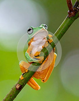 Tree Frog, Java Tree Frog, Flying Frog on a Branch