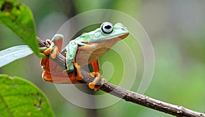 Tree Frog, Java Tree Frog, Flying Frog on a Branch