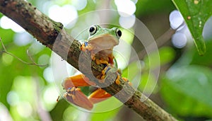 Tree Frog, Java Tree Frog, Flying Frog on a Branch