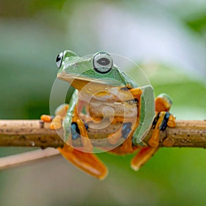 Tree Frog, Java Tree Frog, Flying Frog on a Branch
