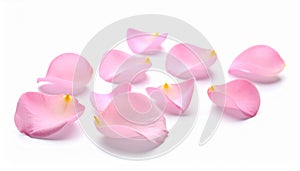 Fresh pink rose petals on white background