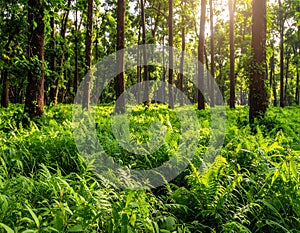 Wild plants in Forest of Jessore