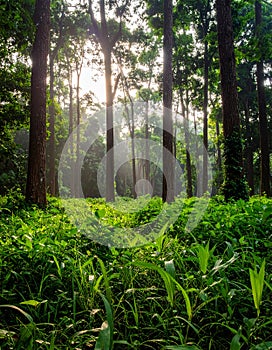 Wild plants in Forest of Jessore