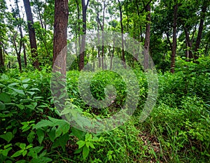 Wild plants in Forest of Jessore