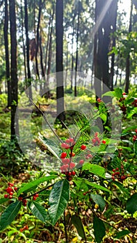 Wild plants in Forest of Jessore
