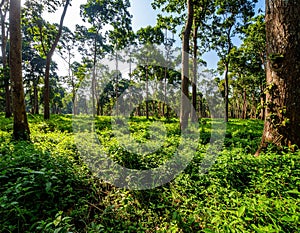 Wild plants in Forest of Jessore