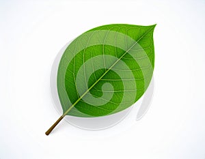 Leaf vector in EPS format featuring a clean and modern leaf design.