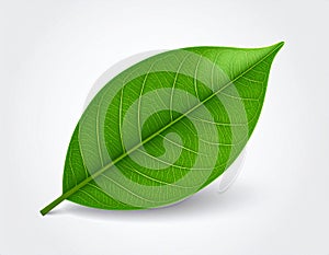 Leaf vector in EPS format featuring a clean and modern leaf design.
