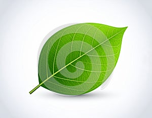 Leaf vector in EPS format featuring a clean and modern leaf design.