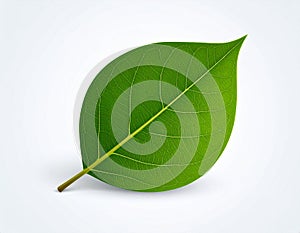 Leaf vector in EPS format featuring a clean and modern leaf design.