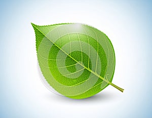 Leaf vector in EPS format featuring a clean and modern leaf design.