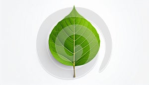 Leaf vector in EPS format featuring a clean and modern leaf design.
