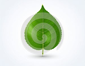 Leaf vector in EPS format featuring a clean and modern leaf design.