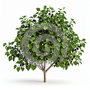 Mulberry Bush with Ripe Black Fruits and Green Leaves Isolated on White