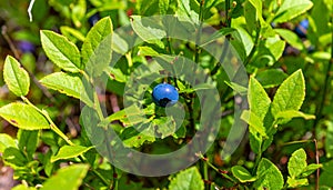 Generated image.Close-up of a blueberry plant.