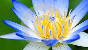 Generated image.Close-up of a vibrant blue and yellow water lily .