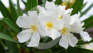 Generated image.White oleander flowers.