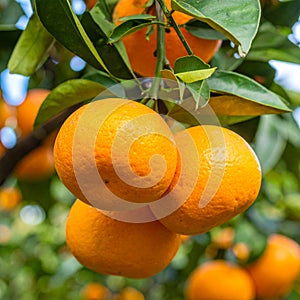 Fresh ripe oranges growing on tree outdoors