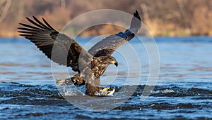 White-tailed Eagle Catching Fish