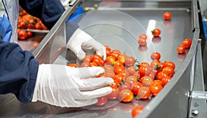 Gloved Worker Inspecting Cherry Tomatoes on Sorting Belt