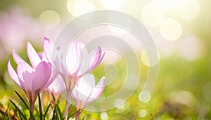 Pink autumn crocus bloom with blurred grassy background
