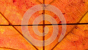 Detailed Close-up of Maple Leaf Veins in Orange and Red