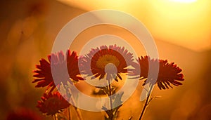 Three small red asters in soft focus on warm beige gradient