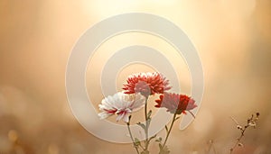 Three small red asters in soft focus on warm beige gradient