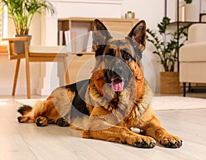 Adorable German shepherd dog lying on floor indoors