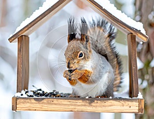 Funny furry squirrel sitting in feeder and eating nuts against winter backdrop