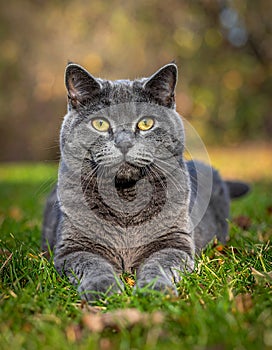 A gray cat is lying on the grass. The cat is looking at the camera.