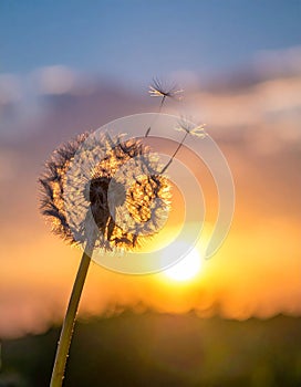 Beautiful fluffy dandelion and flying seeds outdoors at sunset