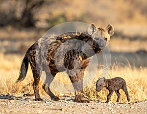 Close to the brown hyena, or Parahyaena brunnea, (Hyaena brunnea), in search of prey