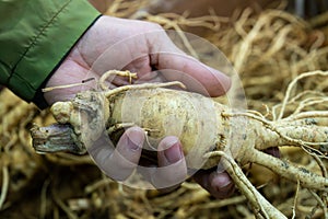 fresh ginseng root on the hand