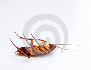 Dead Cockroach Upside Down on White Background